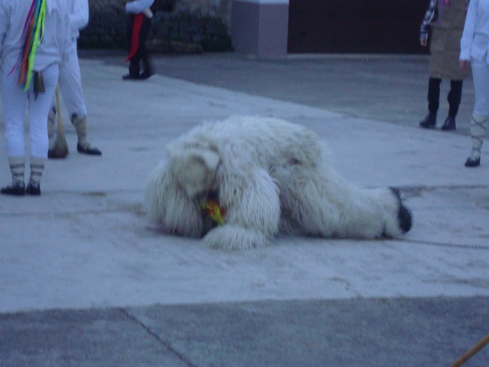 Ihabarren hartza askatu dute - 17