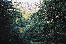 SARABEKO JENTILAK BIZIRIK 