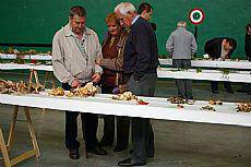 Frontoi bete ziza eta landare