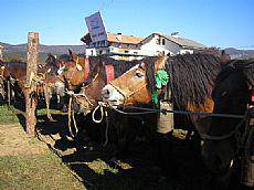 Altsasuko feriak 2008 