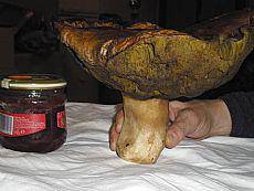 Kapori ederra