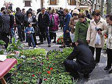 Plaza loretuta