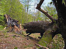 Akabo natur monumentua