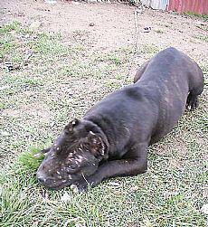 Animaliekiko tratu txarrengatik bi herritar salatu ditu Foruzaingoak