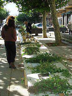 Plaza bete ziza eta landare
