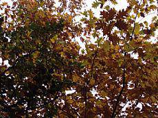 Udazkeneko argazkiaren bila