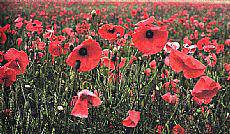 Alferkeria