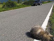 Neurri zuzentzaileak autobia animalien joan-etorrietan traba ez izateko