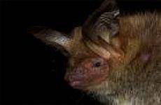 Desagertze arriskuan dagoen saguzarra ikertzen