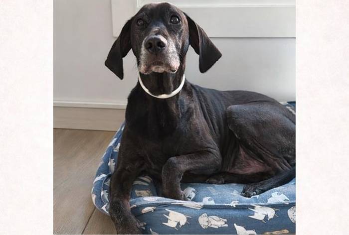 Galdutako txakur baten bila ari dira