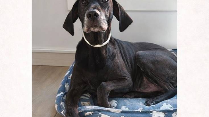 Galdutako txakur baten bila ari dira