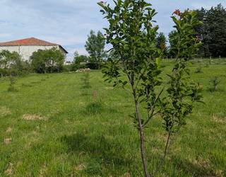 Aizkorben eta Mikorena etxean segida du bertako barietateen proiektuak
