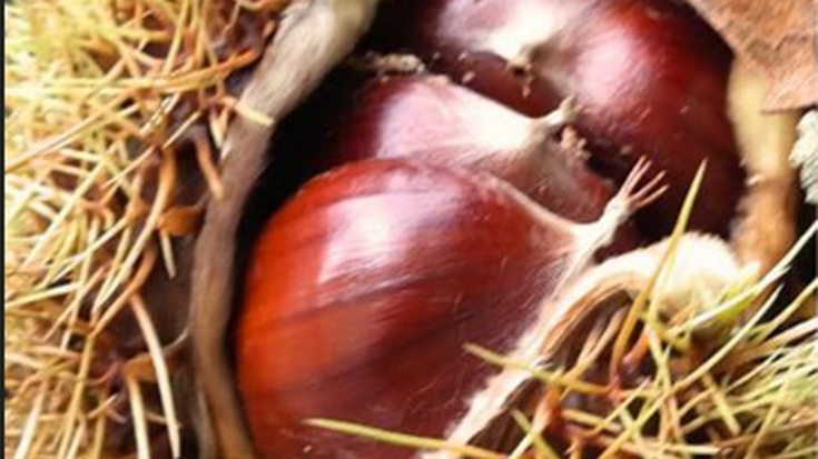 Bakaikuko gazte mozte eguna