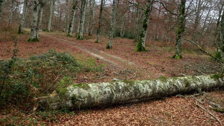 Natur parketik eroritako arbolak kentzen