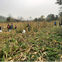 Artoa biltzeko eguna