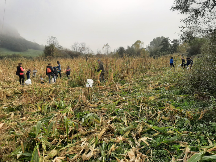 Artoa biltzeko eguna