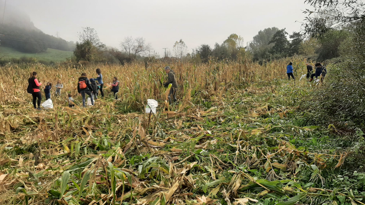 Artoa biltzeko eguna