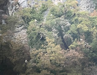 Sai zuriak bidaia hasi du