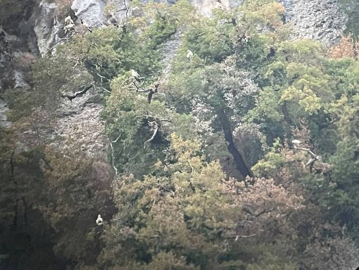 Sai zuriak bidaia hasi du