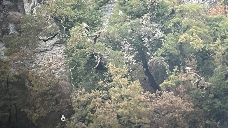Sai zuriak bidaia hasi du