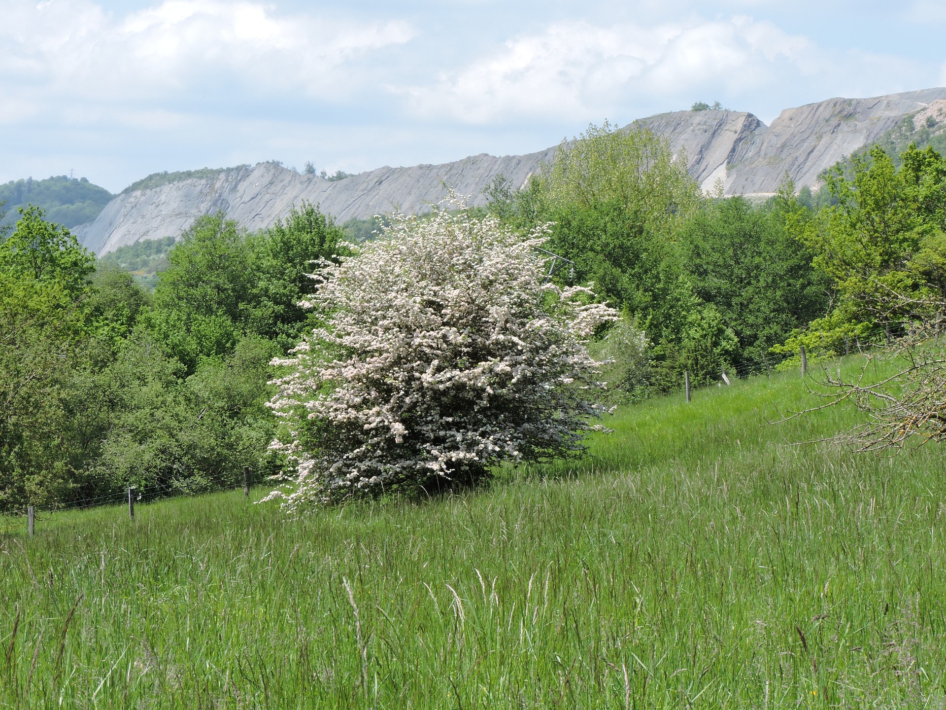 Crataegus monogyna