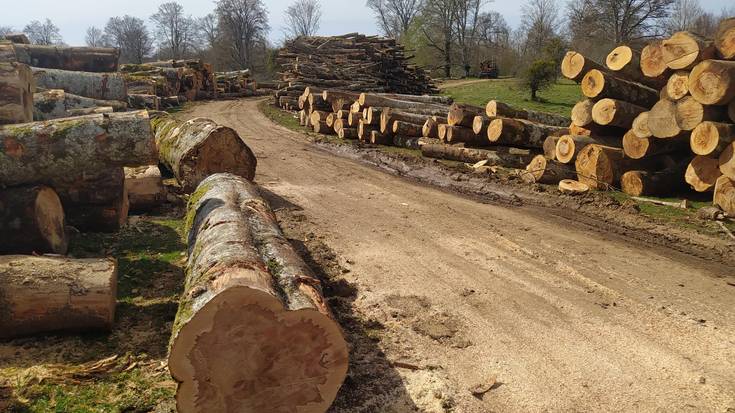 Urbasako baso aprobetxamenduengatik 600.000 euro