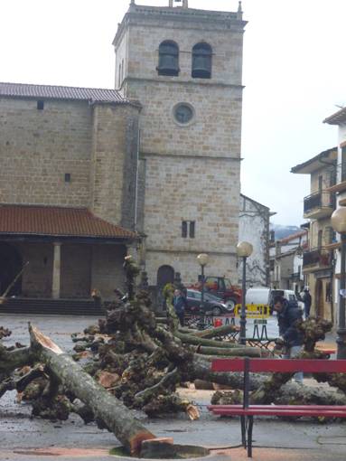 Zuhaitzak kenduta, plazako lanak hastear