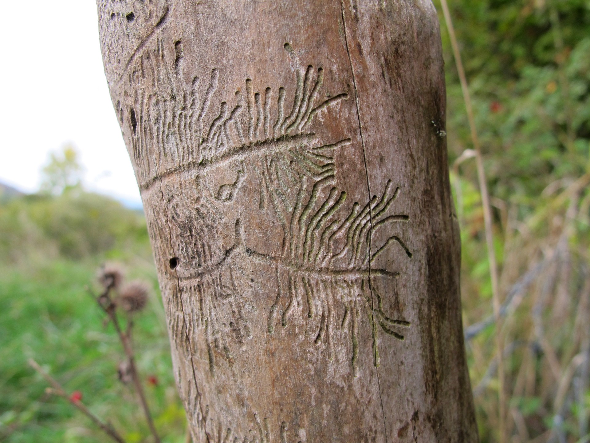Insektuen artea