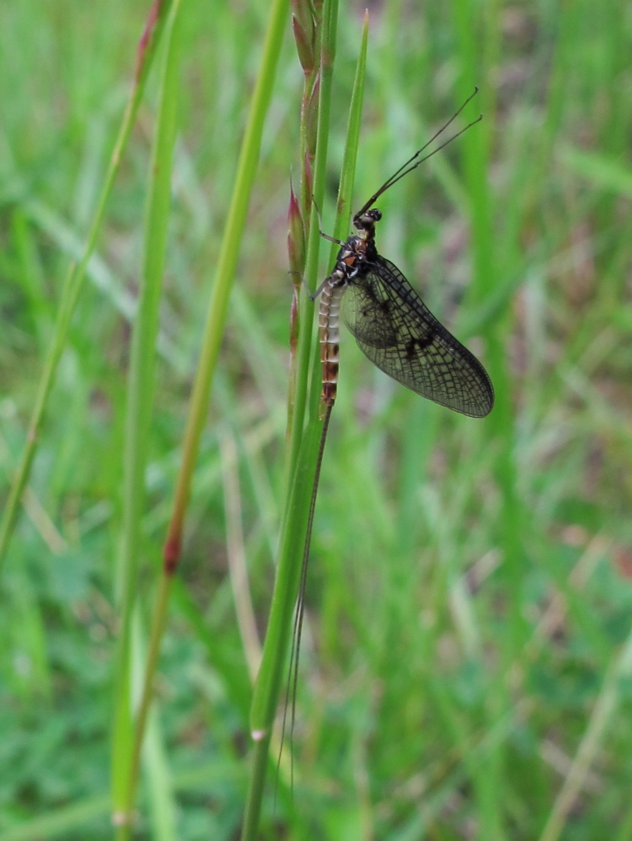 Ephemera vulgata