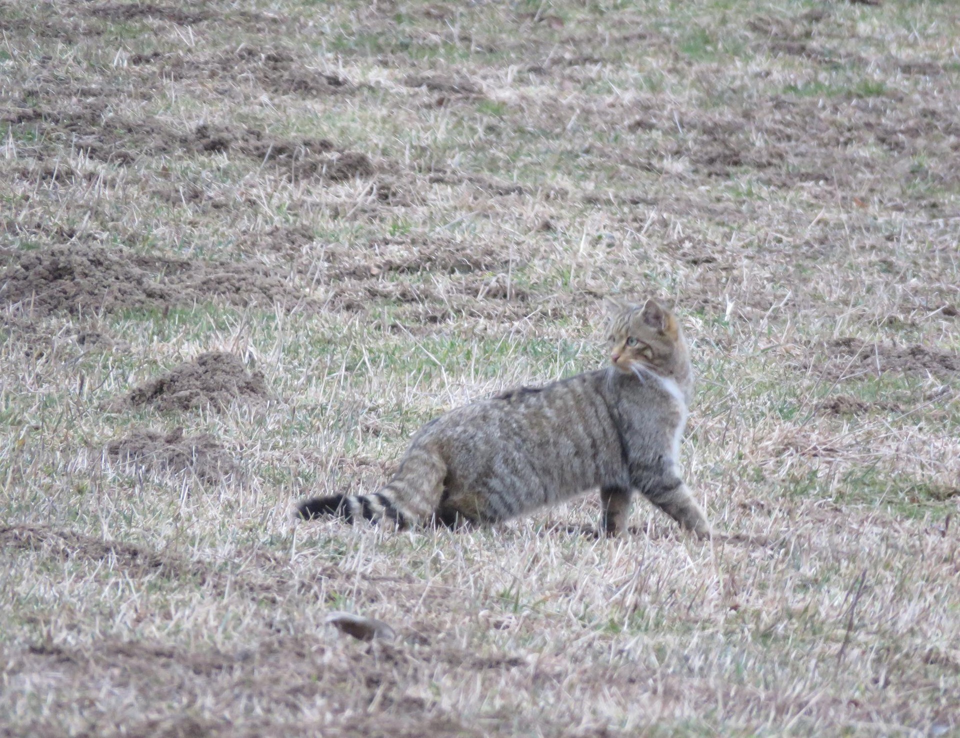 Basakatua (Felis sylvestris)