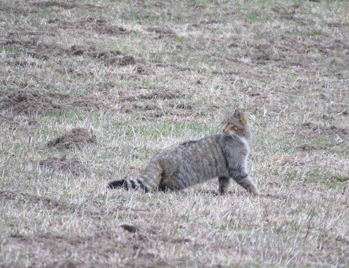 Basakatua (Felis sylvestris)