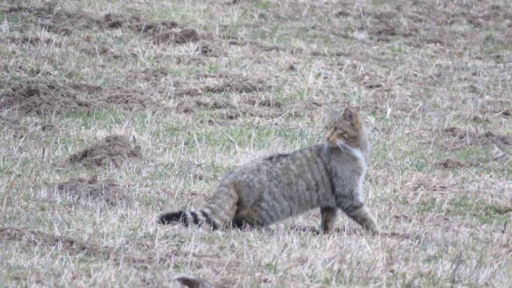 Basakatua (Felis sylvestris)