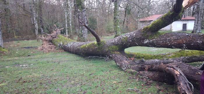 Sanpedrozelain zuhaitza erori da