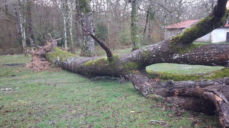 Sanpedrozelain zuhaitza erori da