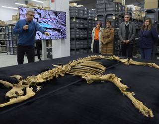 Bisonte baten hezurdura opatu dute Urbasako leze batean