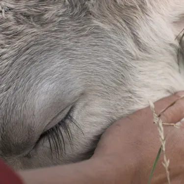 Maddi Barber zinemagilearen dokumentalak, Altsasun