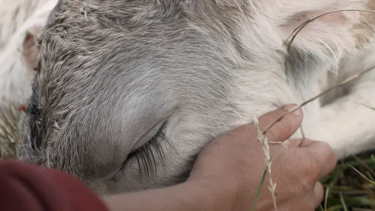 Maddi Barber zinemagilearen dokumentalak, Altsasun