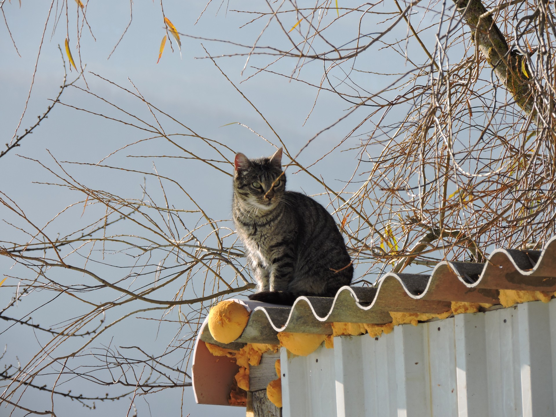 Observation.org