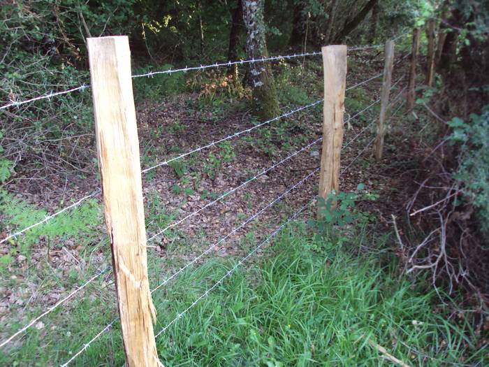 Altsasuk aurtengo baso lanak zehaztu ditu