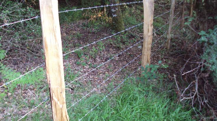 Altsasuk aurtengo baso lanak zehaztu ditu