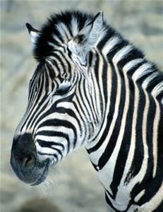 ANIMALIAK