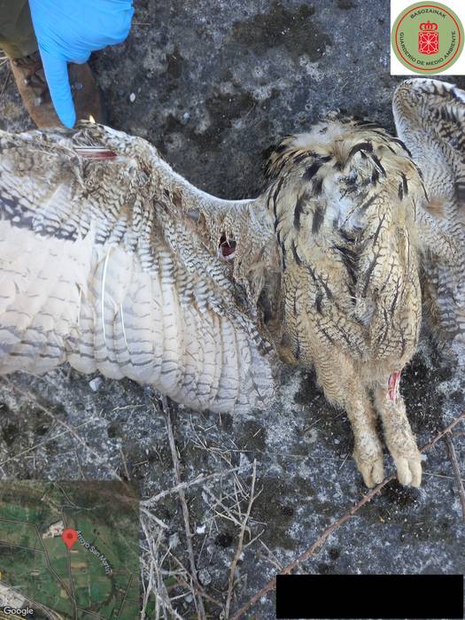 Basozainek hildako hegaztia jaso zuten