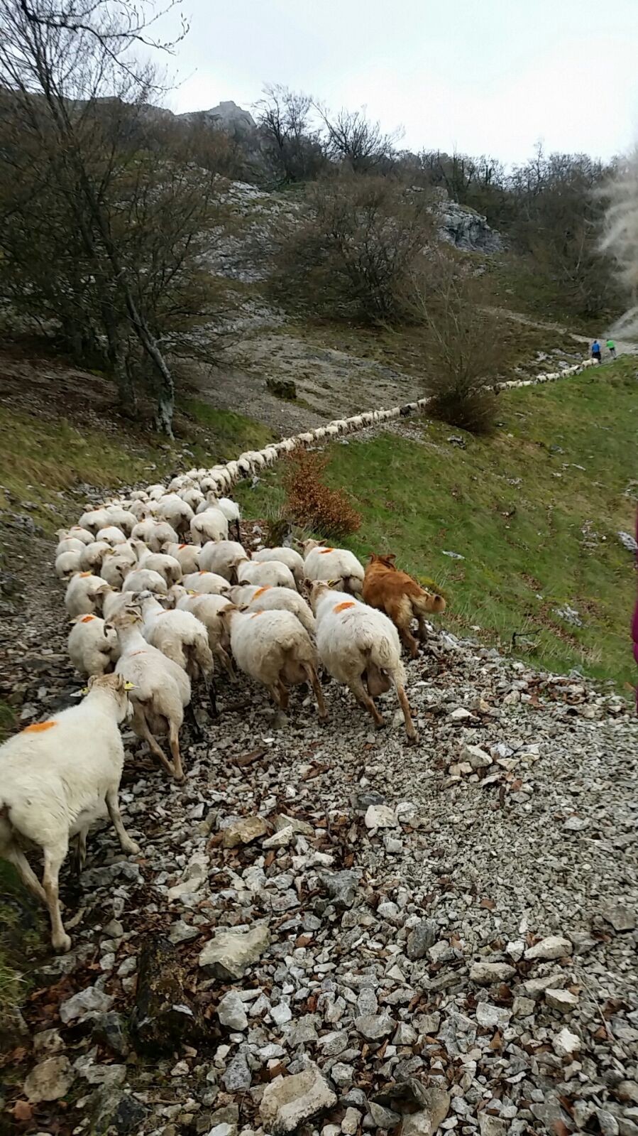 Mendiko Gazta proiektua 