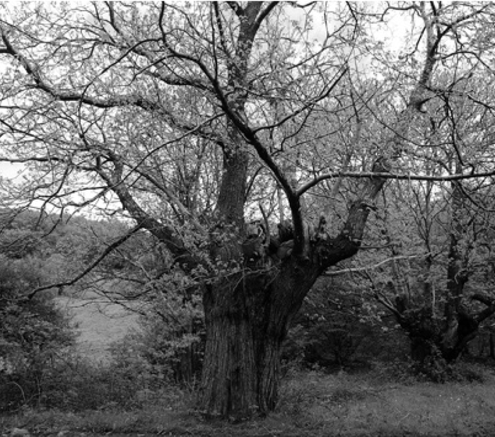 Eta zer gaztaina eta zer gaztainondo (I)