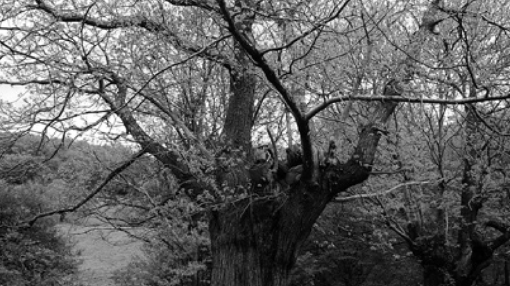 Eta zer gaztaina eta zer gaztainondo (I)