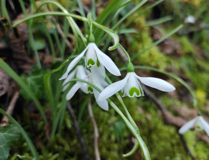 Negu txilintxa, landare galanta