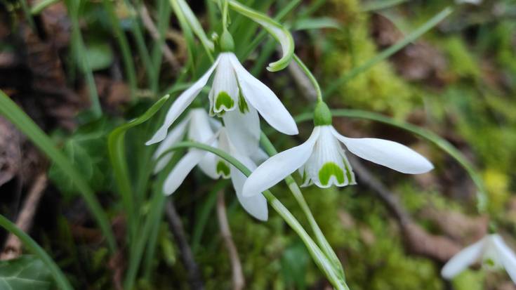 Negu txilintxa, landare galanta
