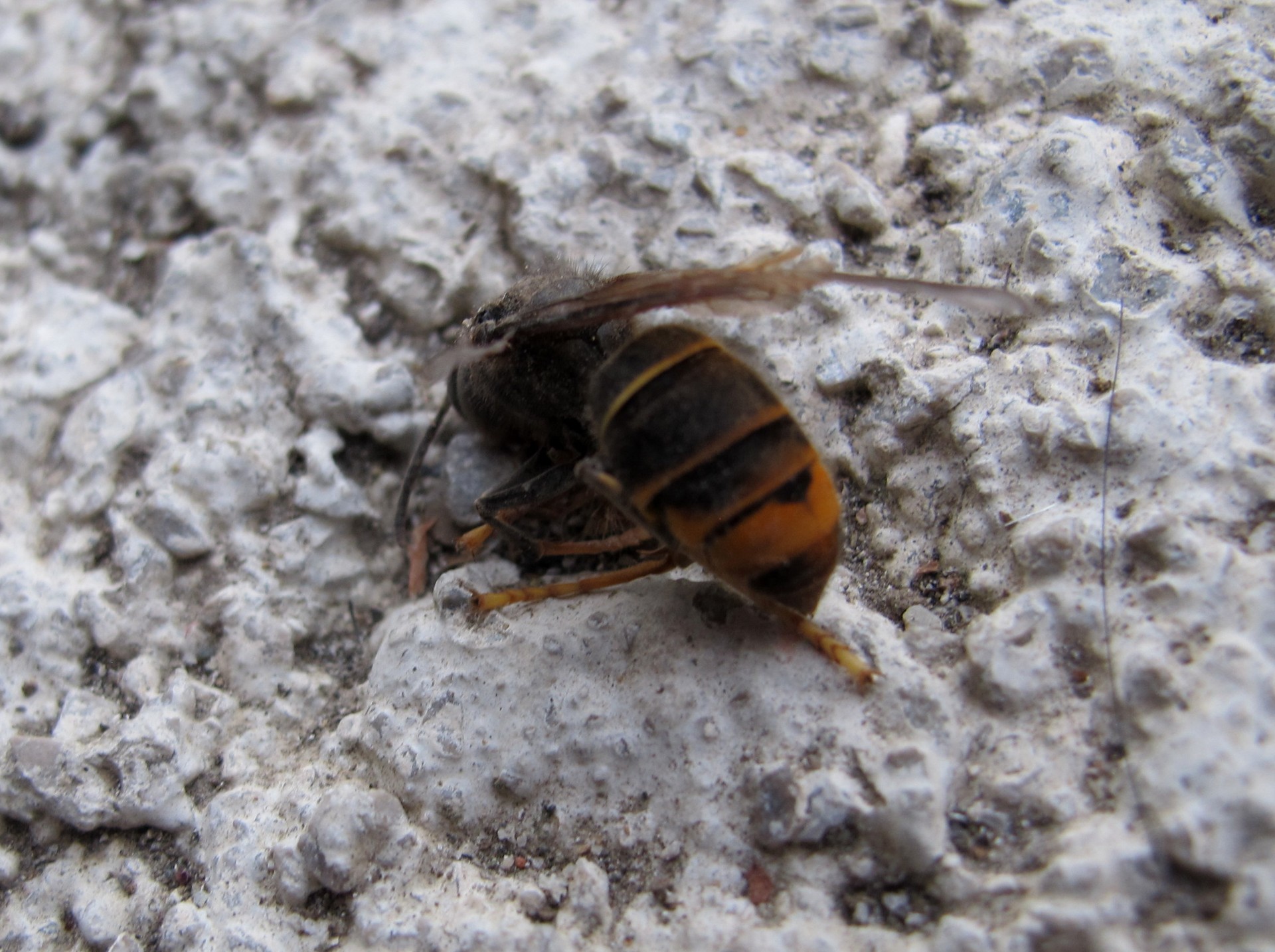 Asiatik dator zomorroa