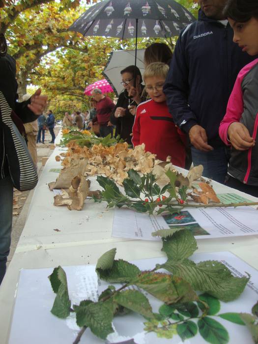 Mikologia