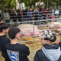 Etxarriko Ferietan, herriko aziendako 116 buru